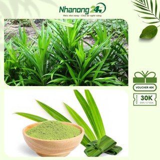 Cây giống lá nếp, cây giống loại bầu đất, khỏe manh, chiều cao trên 35cm, cây lá nếp thu hái quanh năm