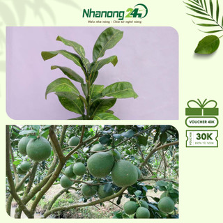 Cây giống bưởi da xanh ruột đỏ hồng, vị ngọt thanh, cây giống khỏe ít sâu bệnh, cho năng suất cao