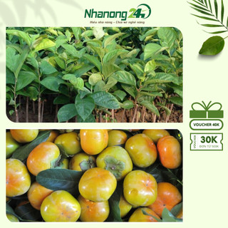 Cây giống hồng vuông Nhật Bản không hạt, cây giống ghép mắt khỏe mạnh, phát triển tốt, chiều cao cây đại từ 40-50 cm