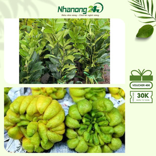 Cây giống Phật thủ, phúc thọ cam, cây ghép mắt đã liền, khỏe mạnh, chiều cao mắt ghép từ 20-30 cm
