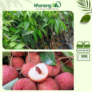 Cây giống vải Thanh Hà, Hải Dương, cây sinh trưởng tốt, sạch bệnh, cho quả thịt chắc, hạt nhỏ, vị ngọt đậm