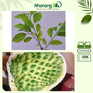 Cây giống na sầu riêng, giống na khỏe, thích nghi tốt, thịt chắc, ít hạt, vị ngọt, cây cao trên 30cm