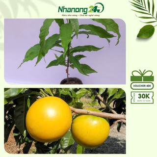 Cây giống vú sữa hoàng kim, vú sữa Abiu, cho quả thịt dày, vỏ mỏng, vị ngọt thanh, chiều cao cây đạt trên 30cm