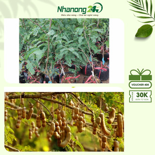Cây giống me Thái ngọt, cây khỏe mạnh, sạch bệnh, dễ trồng, tốc độ sinh trưởng nhanh, chiều cao trên 40cm
