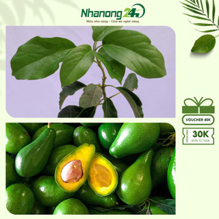 Cây giống bơ sáp quả bầu, da xanh, thịt mềm màu vàng nhạt, cây giống dễ trồng, chăm sóc cho năng suất cao