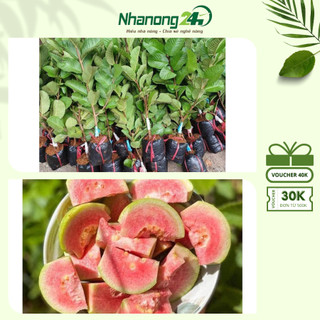 Cây giống ổi Rubi, ổi ruột đỏ ít hạt Đài Loan, giống ghép cành phát triển tốt, cây cao từ 35-45 cm, cho quả sau 8 tháng