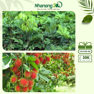Cây giống chôm chôm ghép mắt, cây giống khỏe, dễ trồng, cho hiệu quả kinh tế cao, ra trái sau ba năm trồng