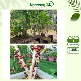 Cây giống nho thân gỗ 12 vụ, giống nho sai quả và nhiều dinh dưỡng, cây cao trên 60cm, dễ chăm sóc, cho trái quanh năm