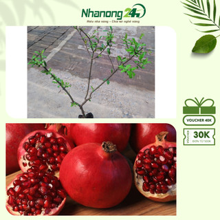 Cây giống lựu đỏ Ấn Độ, cây chiết khỏe mạnh, cao trên 45 cm, cây cho quả to, mọng nước, vị ngọt thơm giàu dinh dưỡng