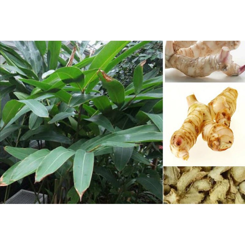 Cây riềng giống