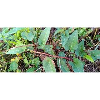 Rau muống đỏ /rau muống tía/ rau muống đồng giống