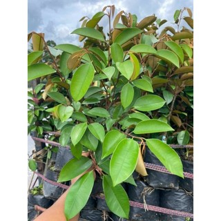 Vú Sữa  Mika....chuẩn giống