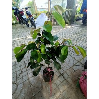 Vú Sữa  Mika....chuẩn giống