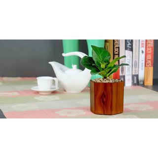 Chậu sơn lục giác 11x11x10