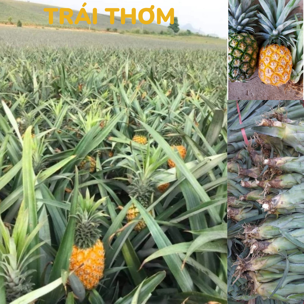 Cây giống, Trái thơm - KHÓM