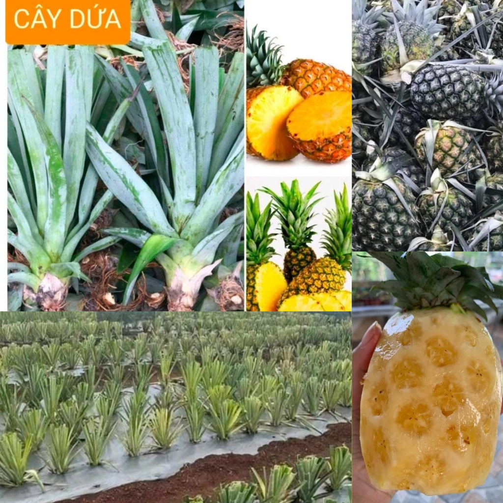 Cây giống, Trái thơm - KHÓM