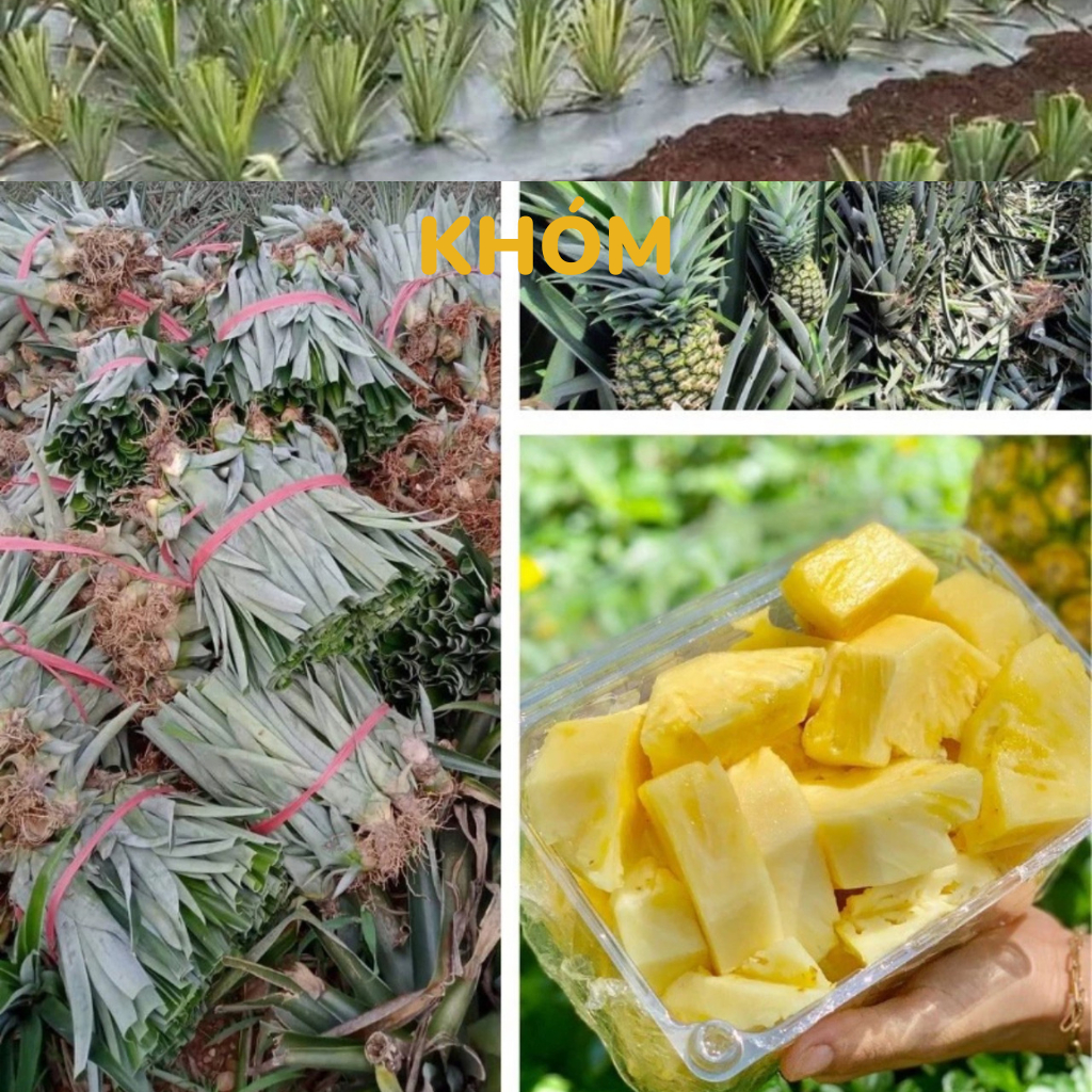 Cây giống, Trái thơm - KHÓM