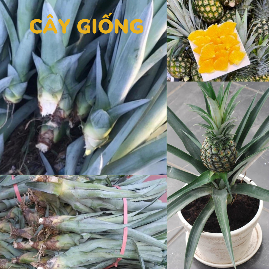 Cây giống, Trái thơm - KHÓM