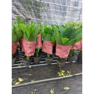 Cây 🌲 Đại Phú Gia....1m1