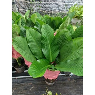 Cây 🌲 Đại Phú Gia....1m1