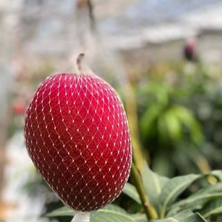 Xoài đỏ Nhật bản  ( giống mới)