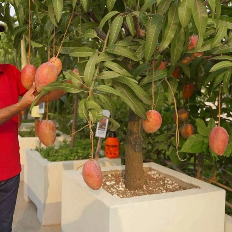 Xoài đỏ Nhật bản  ( giống mới)