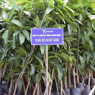 Xoài đỏ Nhật bản  ( giống mới)