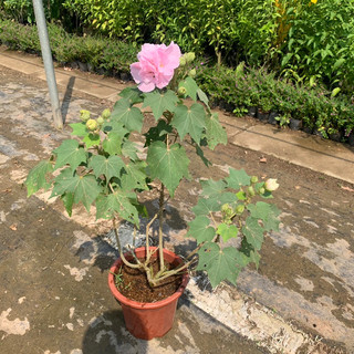 Cây hoa phù dung, hoa đổi màu trong ngày ra hoa quanh năm cao khoảng 60 cm