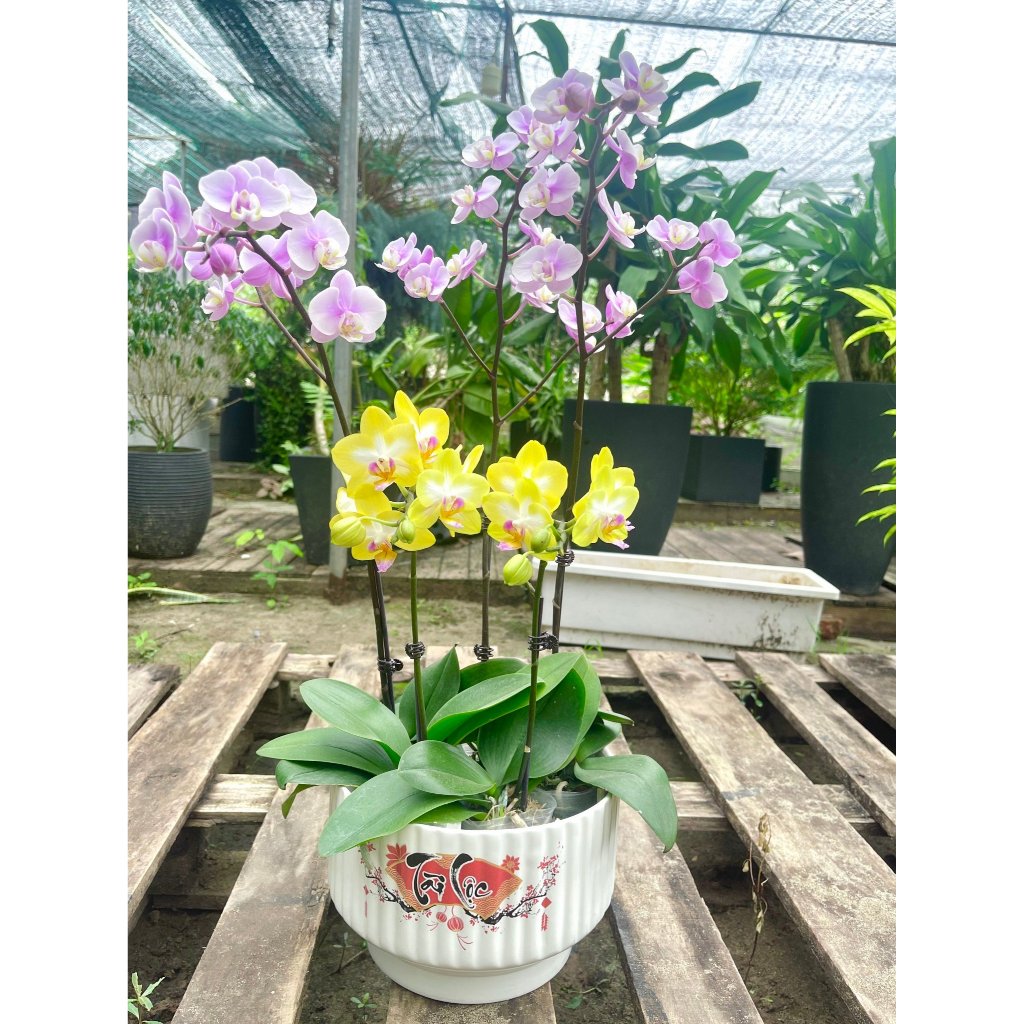 Chậu sứ trồng lan, Chậu hình Ly kẻ dọc S1 in hình Tết, trồng cây phong thủy, cây để bàn, sen đá, sen