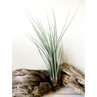 Cây không khí Tillandsia hameri,trang trí decor sân vườn nhà cửa airplant