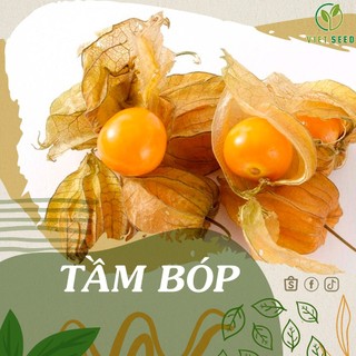 200 hạt giống cây tầm bóp - hạt giống 4 mùa