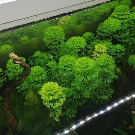 10 Nhánh Tiểu Bảo Tháp, Cây Cắt Cắm Tiểu Bảo Tháp Thuỷ Sinh Cho Hồ Cá, Bể Cá 7 Màu, Betta, Guppy