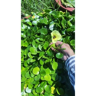 Cây thủy Quỳnh