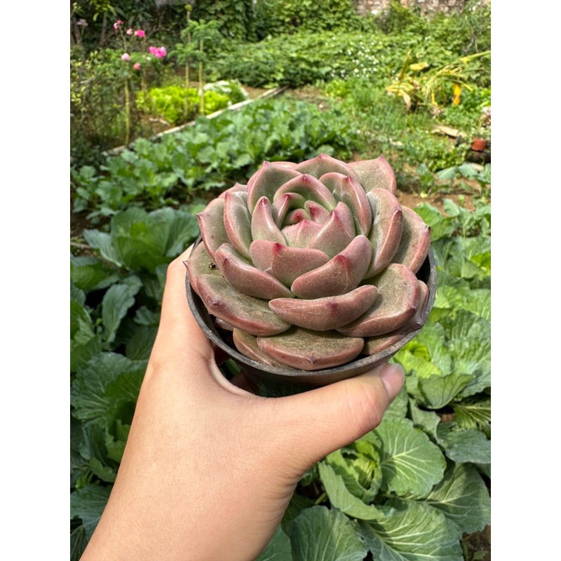 Sen đá Phale lá tròn