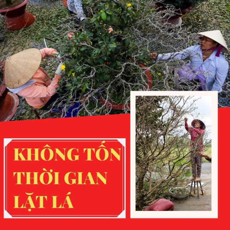 Thuốc rụng lá Hoa Đào, mai RVAC FOFER - X3  - Ra hoa đồng loạt