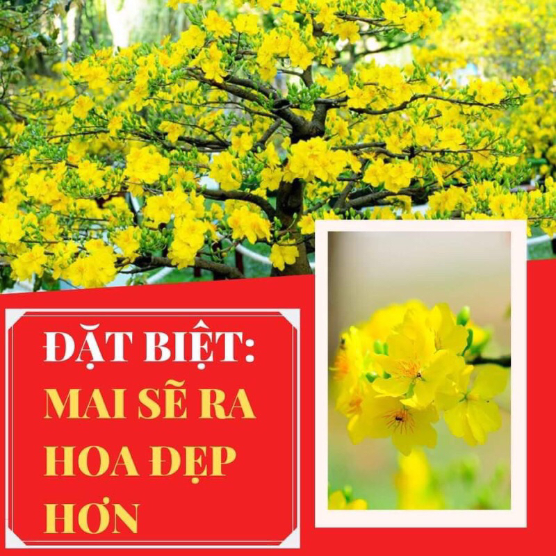 Thuốc rụng lá Hoa Đào, mai RVAC FOFER - X3  - Ra hoa đồng loạt