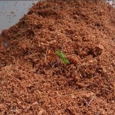 Viên nén mụn dừa