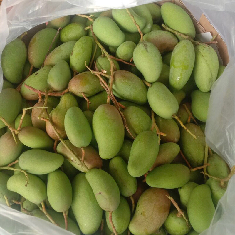 Xoài non, xoài bao tử 1kg- Ship hoả tốc Hà Nội