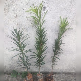 Cây giống Tùng La hán 70cm