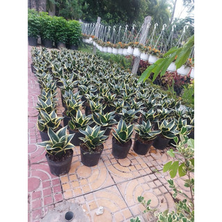 Lưỡi hổ búp sen (trang trí bàn làm việc)