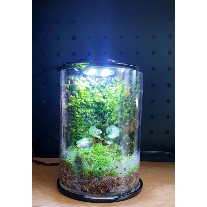 Hồ trụ tròn Acrylic | HỒ TRÒN CÓ ĐÈN |Bể nuôi cá |thủy sinh | terrarium