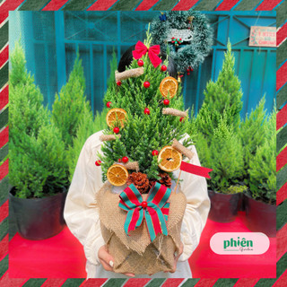 Cây Sơn Tùng Giáng Sinh Mini Cao 50-60cm, Cây Thông Noel Thật, Cây Sơn Tùng Chrismast 2023