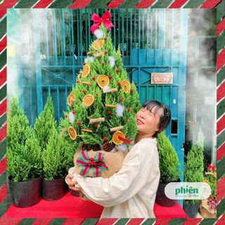 [HỎA TỐC] Cây Sơn Tùng Giáng Sinh, Cây Thông Noel Thật Đủ Kích Thước 60cm - 1m5