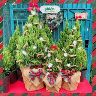 Cây Tùng Sơn Noel Giáng Sinh Cao 90-100cm Đã Gồm Trang Trí, Cây Sơn Tùng Christmas 2023
