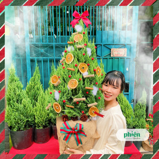 Cây Tùng Sơn Mập Ú Noel  cao ~1m5, Cây Sơn Tùng Trang Trí Giáng Sinh 2024