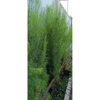 Cây thì là thân gỗ / thủy tùng giống