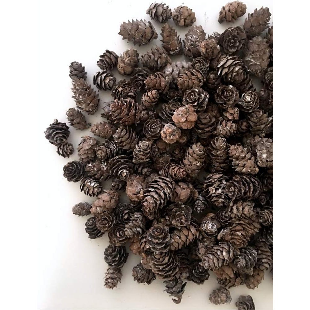 Quả thông khô trang trí cây thông Noen, chụp ảnh sản phẩm, trang trí vòng nguyệt quế, giáng sinh