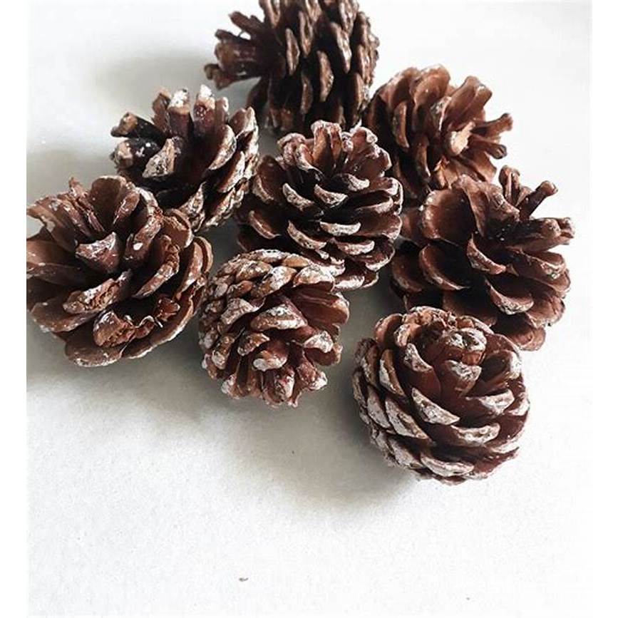 Quả thông khô trang trí cây thông Noen, chụp ảnh sản phẩm, trang trí vòng nguyệt quế, giáng sinh