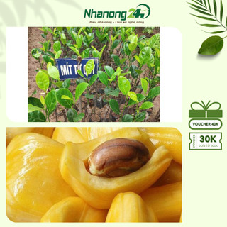 Cây giống mít nghệ tứ quý, giống mít nhiều thịt, múi màu vàng tươm mật, dày cùi, vị ngọt đậm đà, giống cao trên 50 cm