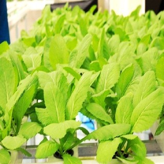 Hạt giống rau cải ăn non
